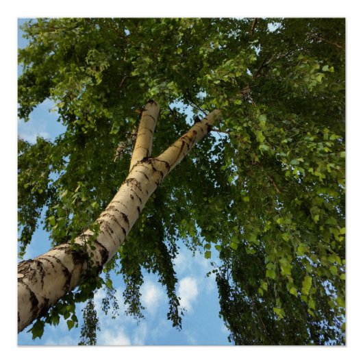 berch umbrella poster (Voorkant)