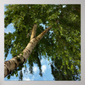 berch umbrella poster (Voorkant)