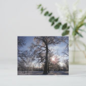 Berea Oak na Ice Storm Briefkaart (Staand voorkant)