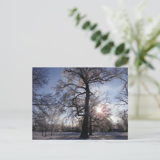 Berea Oak na Ice Storm Briefkaart (Staand voorkant)