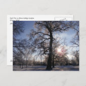 Berea Oak na Ice Storm Briefkaart (Voorkant / Achterkant)