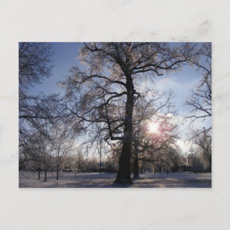 Berea Oak na Ice Storm Briefkaart