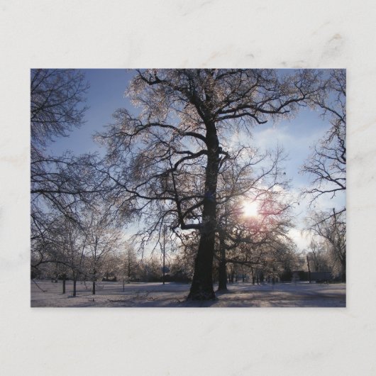 Berea Oak na Ice Storm Briefkaart (Voorkant)