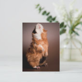 bereide cavia's, briefkaart (Staand voorkant)