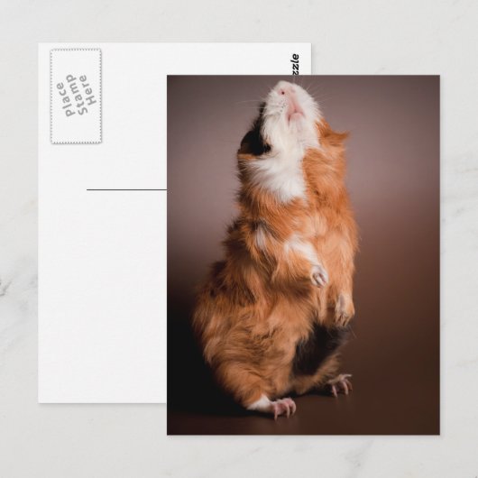 bereide cavia's, briefkaart (Voorkant / Achterkant)