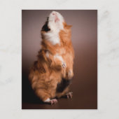 bereide cavia's, briefkaart (Voorkant)