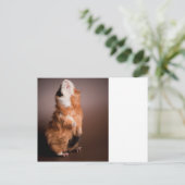 bereide cavia's, briefkaart (Staand voorkant)