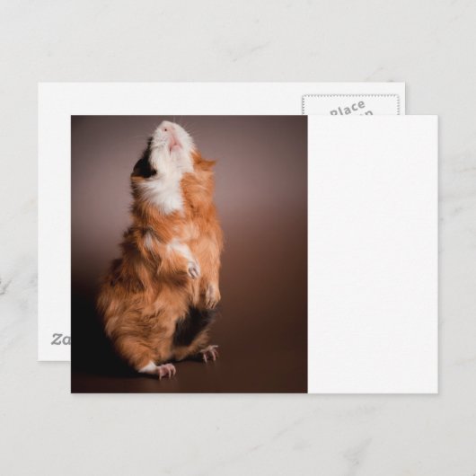 bereide cavia's, briefkaart (Voorkant / Achterkant)