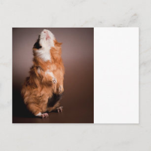 bereide cavia's, briefkaart