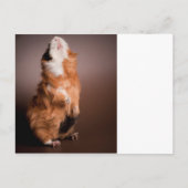 bereide cavia's, briefkaart (Voorkant)