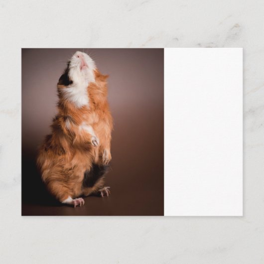 bereide cavia's, briefkaart (Voorkant)