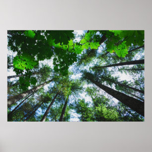 Bereik de hemelboom-foto poster