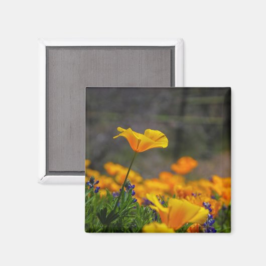 bereik voor de ster magneet (Voorkant / Achterkant)