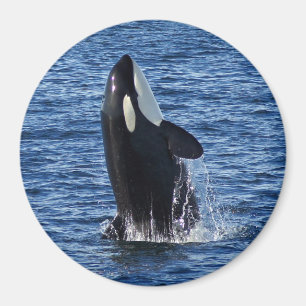 Bereikend orca (Killer Whale) Magnet