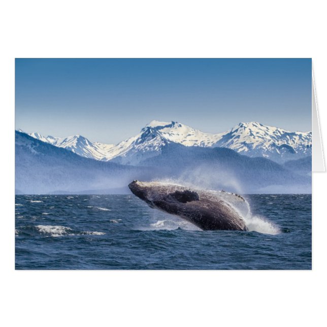 Bereikende hoefijzerwalvis in Alaska (Voorkant Horizontaal)