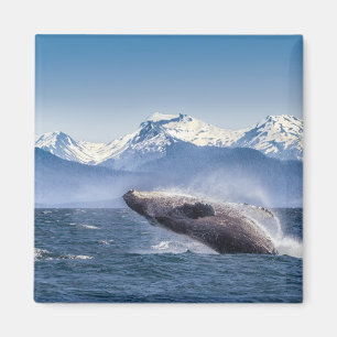 Bereikende hoefijzerwalvis in Alaska Magneet