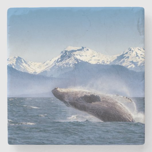 Bereikende hoefijzerwalvis in Alaska Stenen Onderzetter (Voorkant)