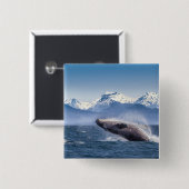 Bereikende hoefijzerwalvis in Alaska Vierkante Button 5,1 Cm (Voorkant /achterkant)