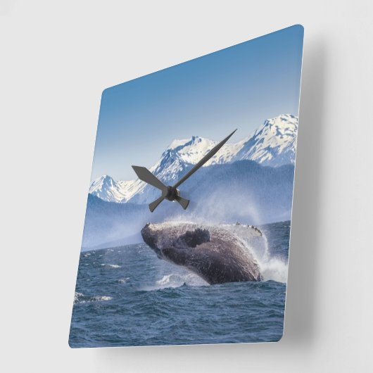 Bereikende hoefijzerwalvis in Alaska Vierkante Klok (Hoek)