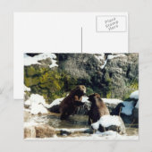 beren briefkaart (Voorkant / Achterkant)