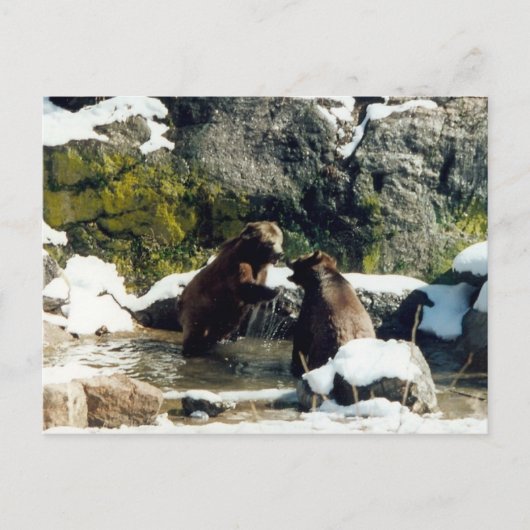 beren briefkaart (Voorkant)