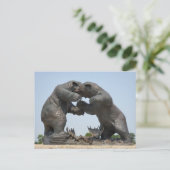 Beren - Dundee, Michigan Briefkaart (Staand voorkant)