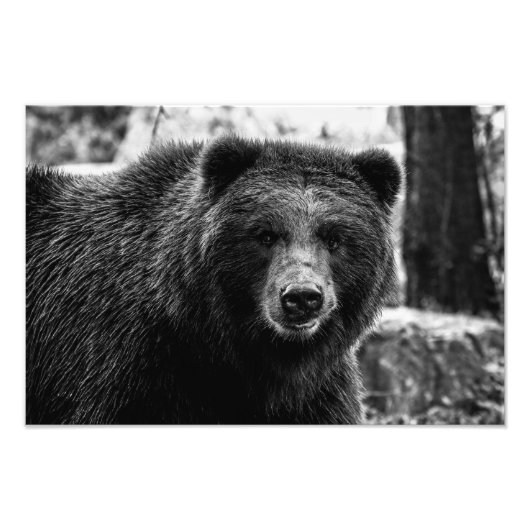Beren foto van Beauful Grizzly Afdruk (Voorkant)