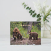 Beren in Boulder Valley Montana Nederland Briefkaart (Staand voorkant)
