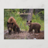 Beren in Boulder Valley Montana Nederland Briefkaart (Voorkant)