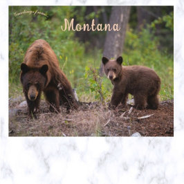 Beren in Boulder Valley Montana Nederland Briefkaart