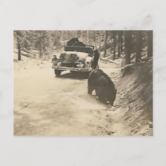 beren in de auto briefkaart (Voorkant)