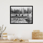 Beren in het Nationaal Park Yellowstone 1922 Poster (Keuken)