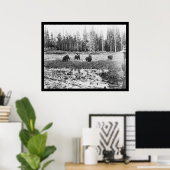 Beren in het Nationaal Park Yellowstone 1922 Poster (Thuiskantoor)
