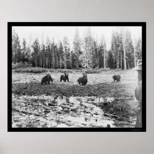 Beren in het Nationaal Park Yellowstone 1922 Poster
