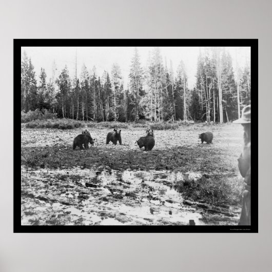 Beren in het Nationaal Park Yellowstone 1922 Poster (Voorkant)