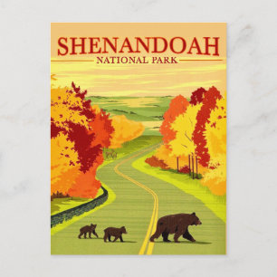 Beren in Shenandoah NP-ansichtkaart Briefkaart