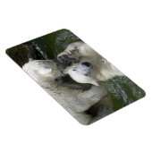 Beren tegen polen magneet (Rechterzijde)