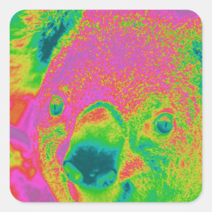 beren van fluorescerende koala vierkante sticker