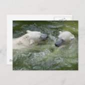 Beren van watervun poar briefkaart (Voorkant / Achterkant)