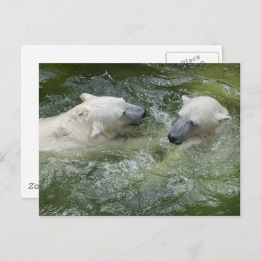 Beren van watervun poar briefkaart (Voorkant / Achterkant)