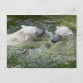 Beren van watervun poar briefkaart (Voorkant)