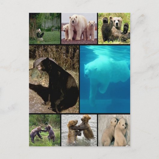 Beren voor afspelen briefkaart (Voorkant)