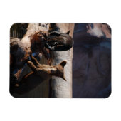 Beren welpen in watermagneet magneet (Horizontaal)