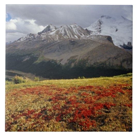 Berendruif in de vroege herfst Athabasca Peak in d Tegeltje (Voorkant)