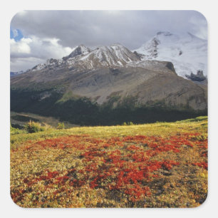 Berendruif in de vroege herfst Athabasca Peak in d Vierkante Sticker