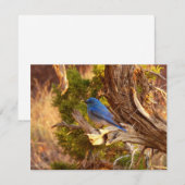 Berg Bluebird in Arches National Park (Voorkant / Achterkant)