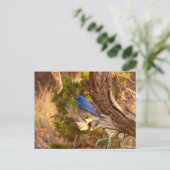 Berg Bluebird in Arches National Park Briefkaart (Staand voorkant)