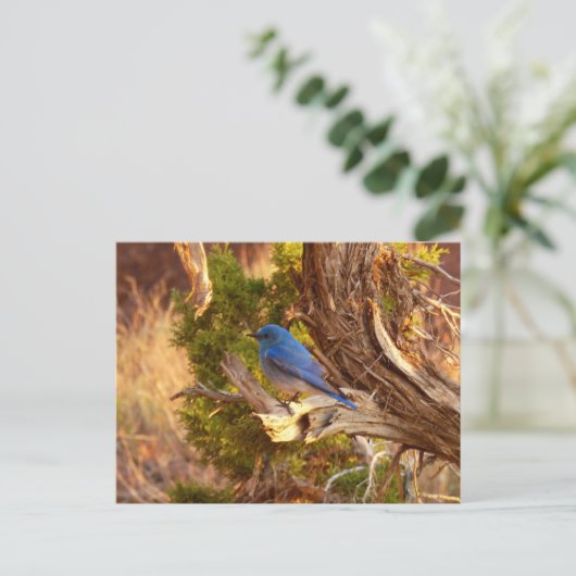 Berg Bluebird in Arches National Park Briefkaart (Staand voorkant)