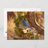 Berg Bluebird in Arches National Park Briefkaart (Voorkant / Achterkant)