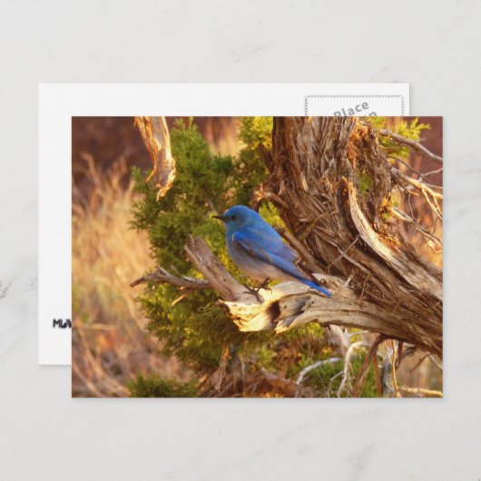 Berg Bluebird in Arches National Park Briefkaart (Voorkant / Achterkant)